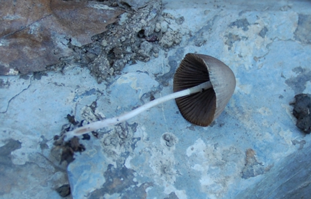 piccolo fungo da determinare2